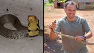 "Great catch": Nick Evans rescues 3 cobras in the same area, SA relieved