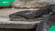 Green anaconda strikes bakkie on road, snake experts explain its sudden reaction