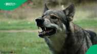 Man accused of training dog to be racist ends up in Labour Court
