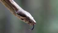 Bathong: Snake creeps into Woolworths but a customer rescues it in viral video