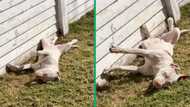 Pit bull ignores owner’s call while napping in hilarious TikTok video: "It's her day off"