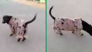 Adorable pink-clad cog captivates Mzansi in viral video, winning hearts of netizens