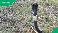 Snake rescue shares striking video of rinkhals showing its famous hood in Eastern Cape