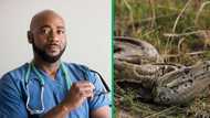 Vets remove beach towel from python in viral video, rare surgery sparks humour and concern