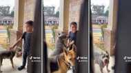 Boy arrives home with a random pit bull and German shepherd, stressed mom won't even open door in funny clip