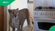 Cheetah forms heartwarming morning ritual with carers after his loss