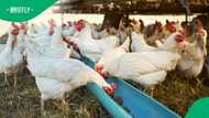 Zimbabwe farmers illegally mixing human ARV drugs into chicken feed to boost profits