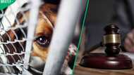 “Justice for Lion”: Man who hanged dog from tree set for sentencing