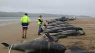 Australian rescuers race to save stranded pilot whales