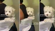 Video of woman carrying puppy on her back like a baby sparks chatter