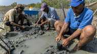 Egypt replants mangrove 'treasure' to fight climate change impacts