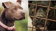 The SPCA offering R5 000 reward for information about people involved in killing pit bulls