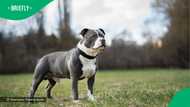 "This dog is hell on earth": Calls to ban pit bulls grow after 4-year-old's brutal attack