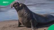 Elephant seal safely returned to ocean after surprising Gordon's Bay residents in viral video