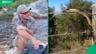 "Trained by Usain Bolt": Fast, jumping boomslang leaves South Africans stunned