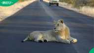 "Please inform SPCA": SA concerned after lion is spotted casually strolling down Limpopo road