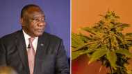 Sona2023: Ramaphosa recommits to growing hemp sector in Eastern Cape, KZN and Mpumalanga