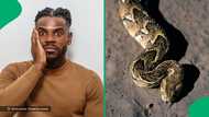 "Close call": Man takes pic of puff adder found behind couch, SA amazed he caught viper without snake tools