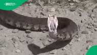 Watch: Snake charges confident handlers in viral video