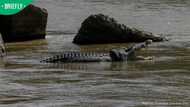 3-metre crocodile causes stir after being spotted in Vaal River