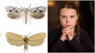 Activist Greta Thunberg gets new species of beetle named after her