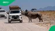 “5 business days to drive off”: Rhino tears into tourist safari vehicle in dramatic Etosha encounter