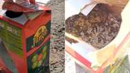 Tiger Brands addresses TikTok video of woman's Jungle Oats box filled with moths as clip reminds others of similar issues with boxed products