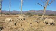 24 Rhinos killed across nature parks in SA in just 2 weeks, locals seething: "Tragic"