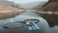 Mountainous Lesotho finds gold in trout fish farming