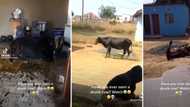 TikTok video of drunk cow that can barely walk has Mzansi laughing