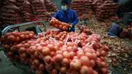Asian markets rally, dollar dips as traders price in policy tightening