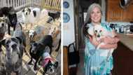 44-year-old woman converts her house into a home for elderly dogs, cares for them with toys and plenty food