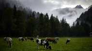 Swiss mull banning factory farms