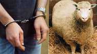 Western Cape police arrest 15 people for possession of stolen sheep livers