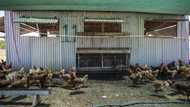 Madadeni community lives in regret for looting R1.2 million worth of stock from chicken farm, many jobs lost