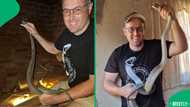 A large Southern African python was unexpectedly found and rescued near the M19 highway, going viral