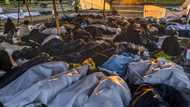 'Not coping': Crisis at overcrowded Dutch asylum centre