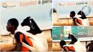 Salah way: Young boy seen backing ram on bicycle as he rides around town with animal, many react