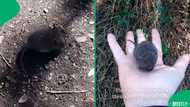 Influencer sparks concern after touching wild rodent in hantavirus danger zone