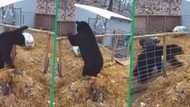 2 pigs face black bear in TikTok video with 9M views, nail-biting animal clash leaves peeps surprised: "Forgot he was a bear"