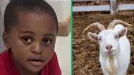 South African boy watches cartoons with his pet goat in a hilarious TikTok video