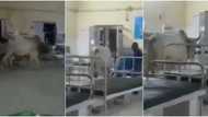 Cow walks majestically into hospital, video causes a stir: "Ward rounds"