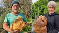 The Big Chip: NZ couple unearth what could be the worlds biggest potato