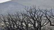 Algeria fires burned UNESCO-listed park: expert