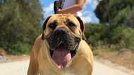 Top reasons why you need a Boerboel dog in your life