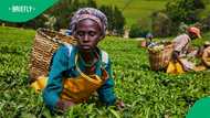 How technology and finance can unlock Africa’s agricultural potential