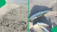 "Nature speaks volumes": Thousands of dead fish wash ashore at Bloubergstrand beach, SA stunned