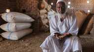 Sudan wheat harvest waits to rot as hunger crisis looms