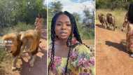 Beautiful woman walks with 2 big lions in TikTok video, Mzansi people are not ready to risk their lives