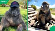 "Look at how young you were": Oldest video of Cindy the Baboon warms South Africans' hearts